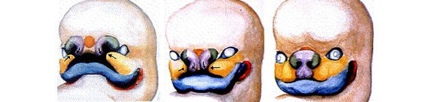 Tratamientos Rinoplastia - Desarrollo embrionario mariz mandibula