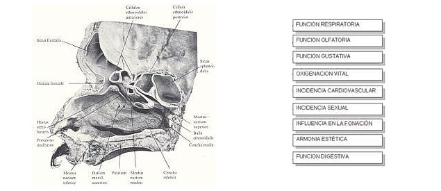 Tratamientos Rinoplastia - funciones nasales